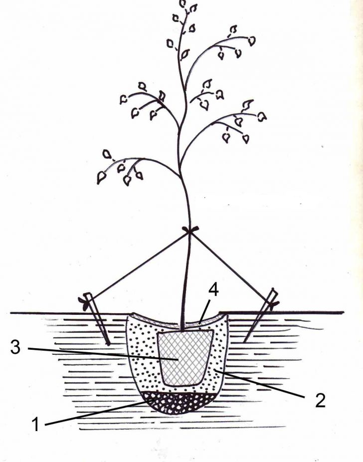 Spirée japonaise