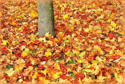 décor de feuilles sèches