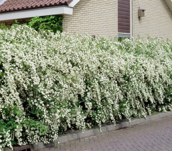 Spirée japonaise