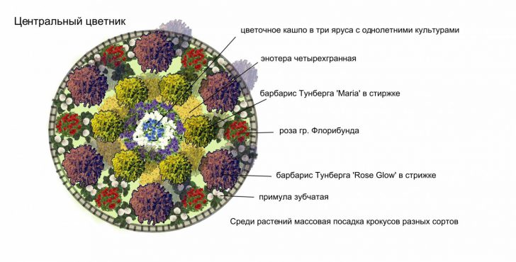 petites fleurs pour parterres de fleurs