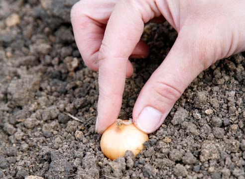 travail d'automne dans le pays