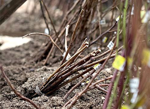 travail d'automne dans le pays