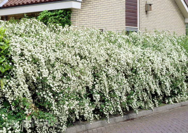 quoi faire une clôture peu coûteuse pour donner