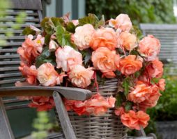 Bégonia : soin au jardin et à la maison