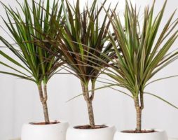 Dracaena : soins à domicile