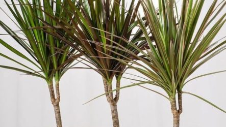 Dracaena : soins à domicile