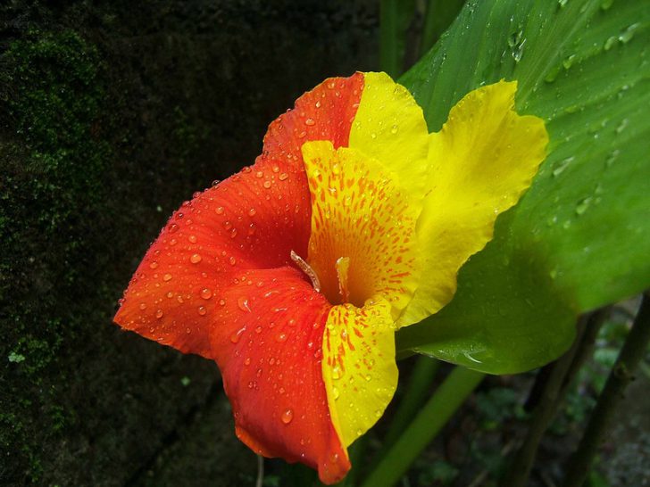 Plantation et entretien des fleurs de Canna