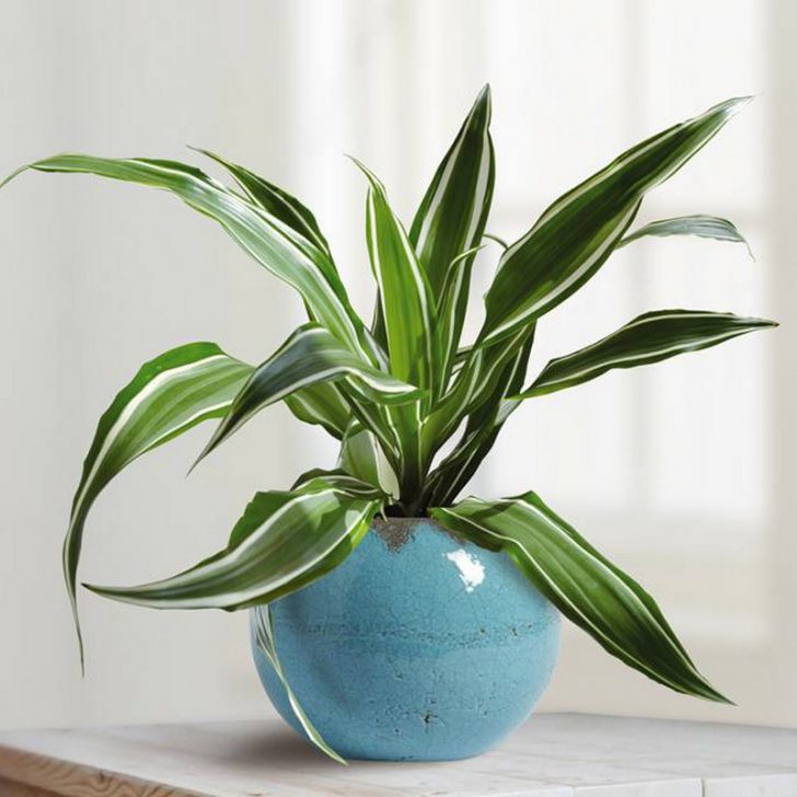 dracaena