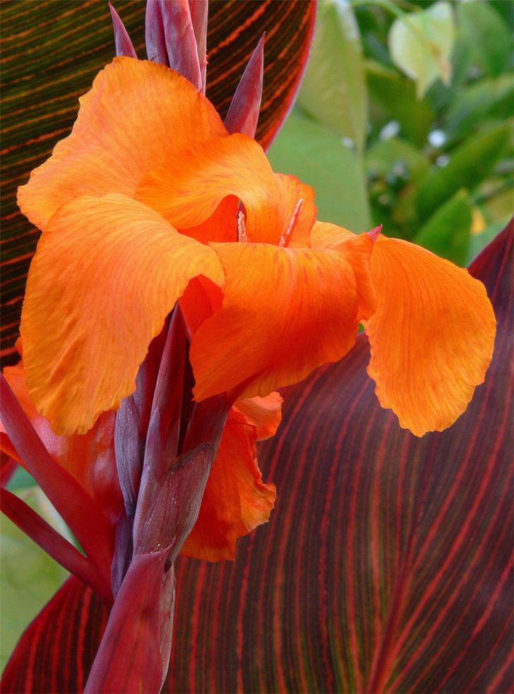 Plantation et entretien des fleurs de Canna