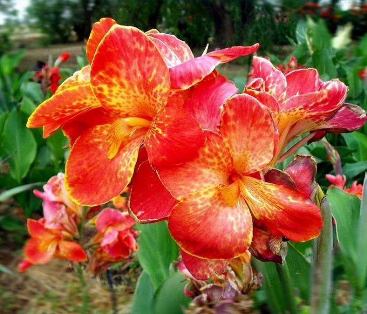 Plantation et entretien des fleurs de Canna