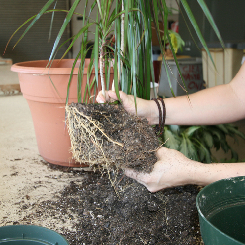 dracaena