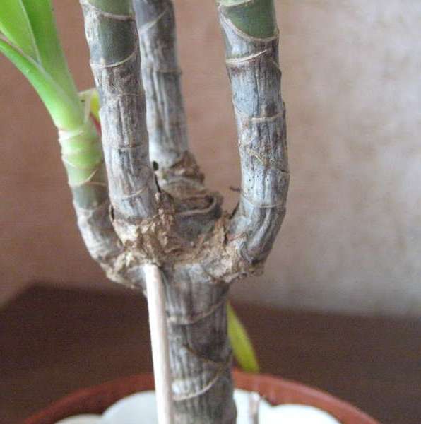 dracaena