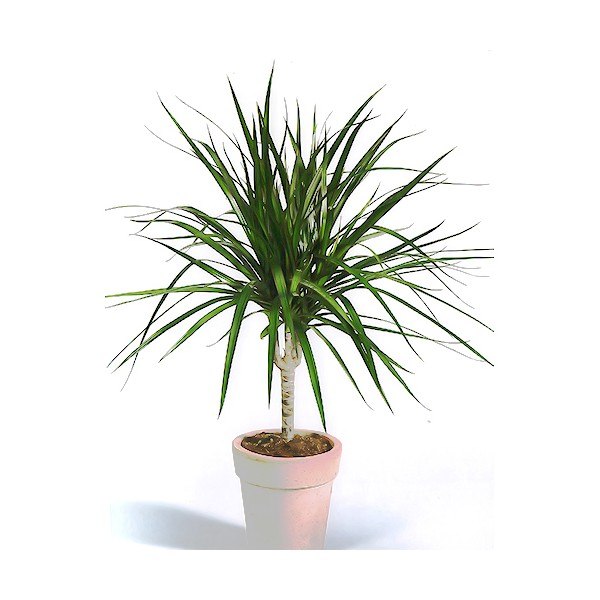 dracaena