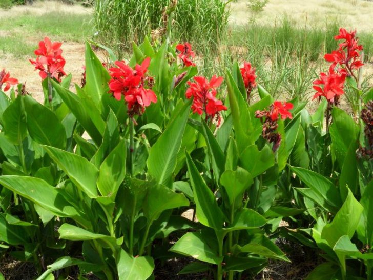 Plantation et entretien des fleurs de Canna