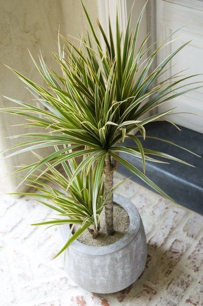 dracaena