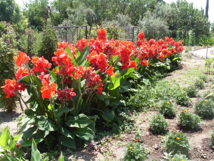 Plantation et entretien des fleurs de Canna