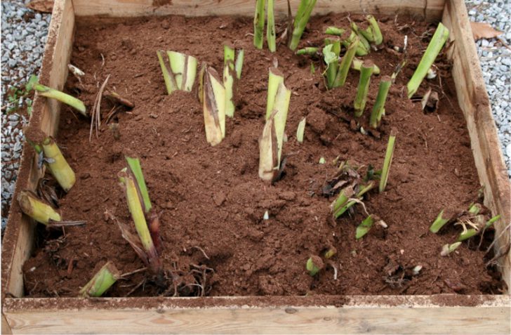 plantation et entretien des fleurs de canna