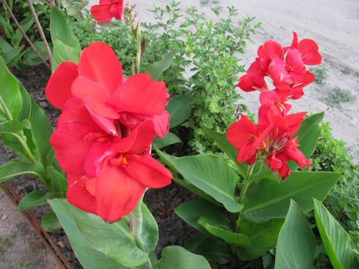 Plantation et entretien des fleurs de Canna