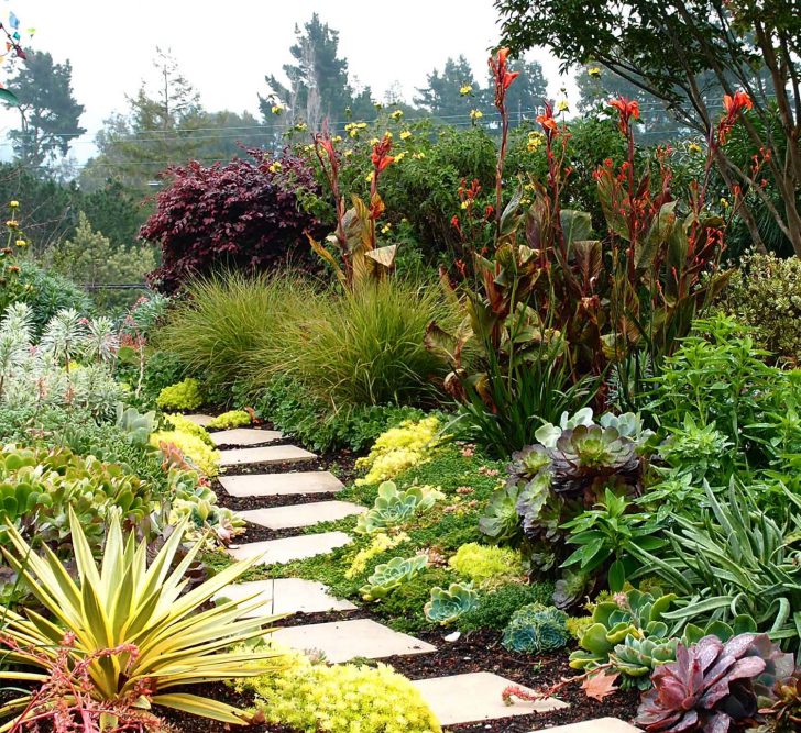 Plantation et entretien des fleurs de Canna