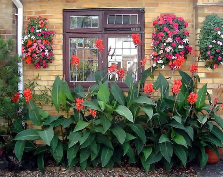 Plantation et entretien des fleurs de Canna