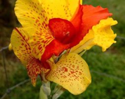 Fleur de canna : plantation et entretien