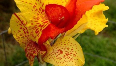 Fleur de canna : plantation et entretien