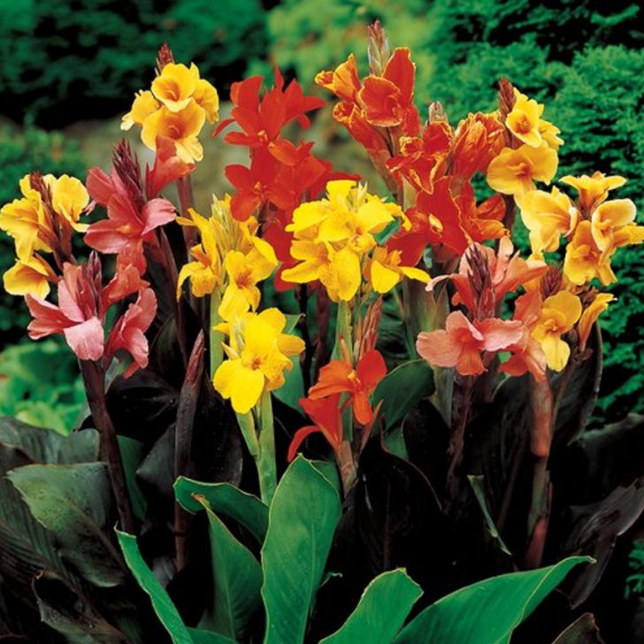 Plantation et entretien des fleurs de Canna