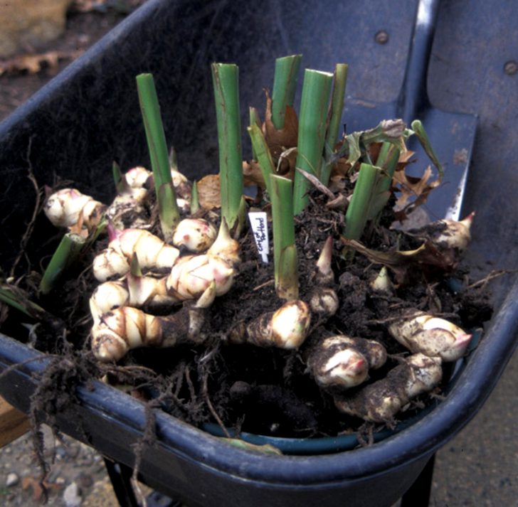 Plantation et entretien des fleurs de Canna