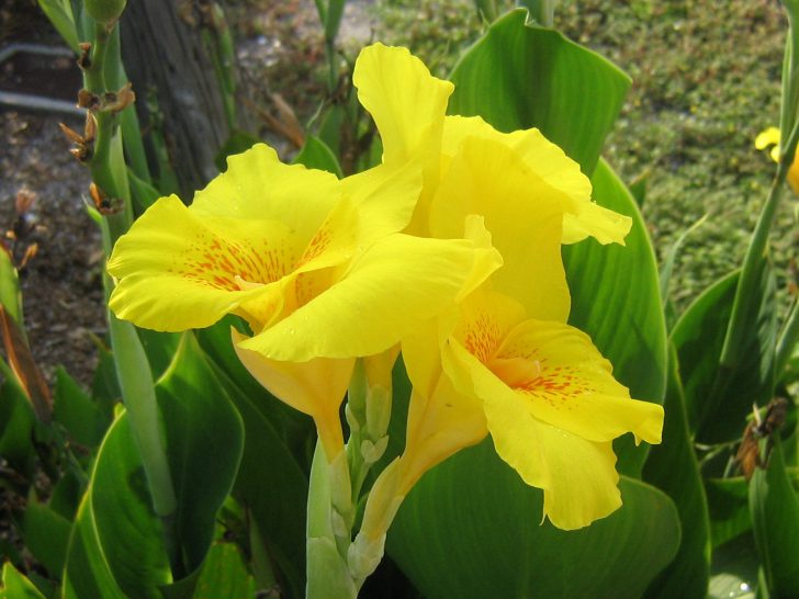 Plantation et entretien des fleurs de Canna