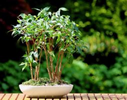 Ficus Benjamin: fonctionnalités de soins à domicile