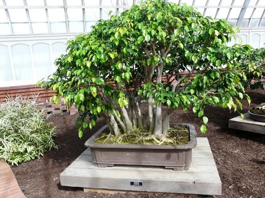 ficus benjamin