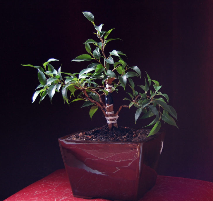 ficus benjamina