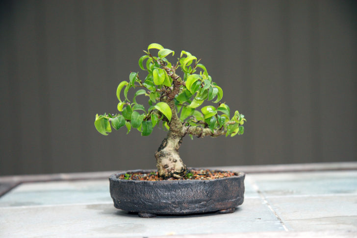 ficus benjamina