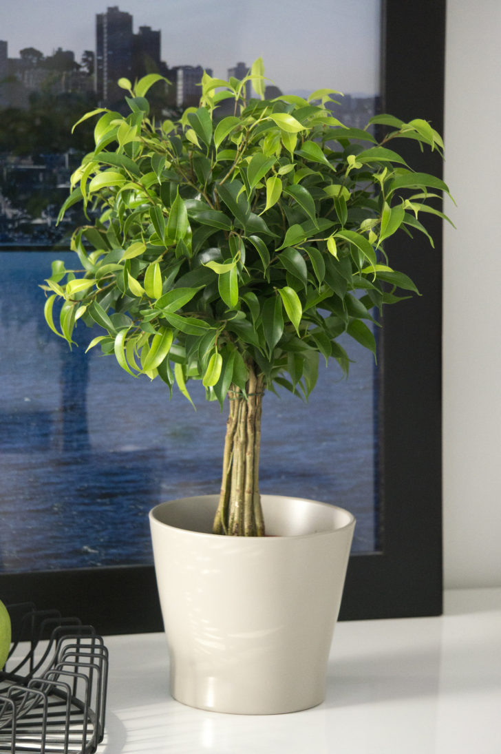 ficus benjamina