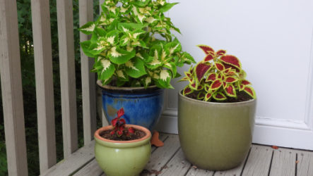 Un beau coleus plaît à la maison, dans un parterre de fleurs et dans un chalet d'été