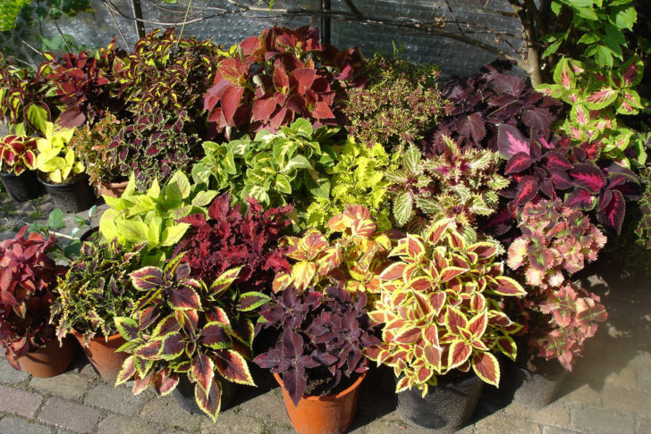 coleus