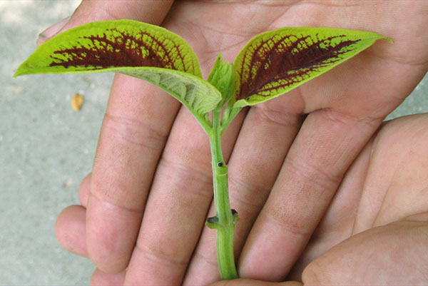 coleus