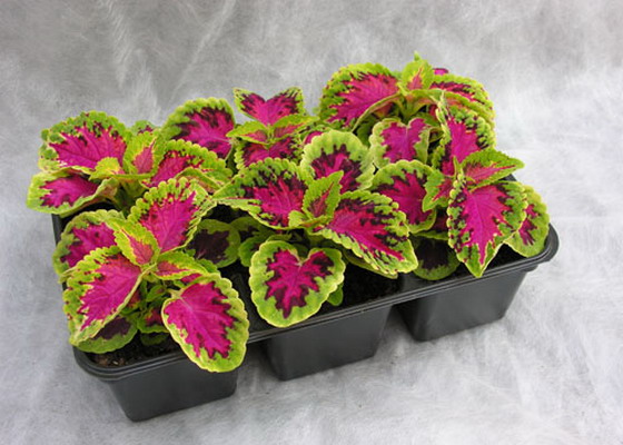 coleus