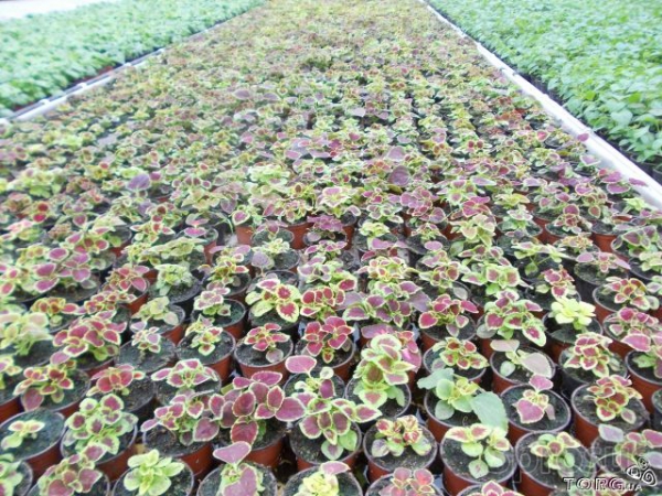 coleus