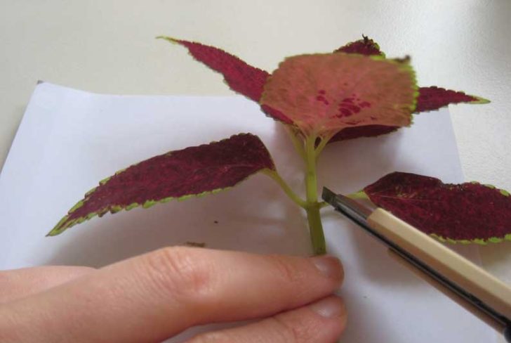 coleus