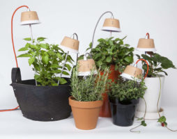 Éclairage des plantes - lampes et luminaires
