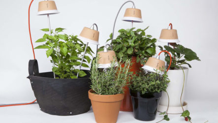 Éclairage des plantes - lampes et luminaires