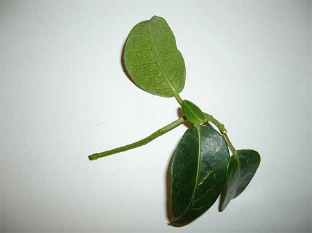 élevage de stephanotis