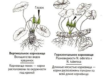 nénuphars