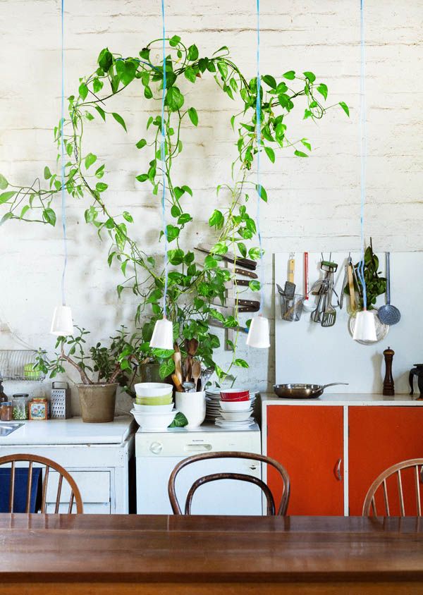 fleurs pour la cuisine