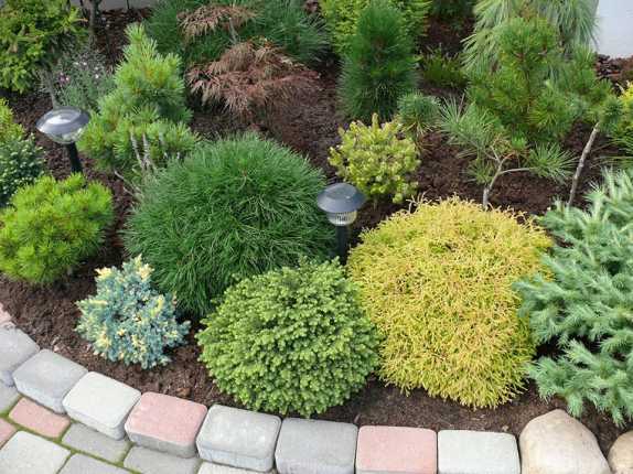  conifères pour le jardin