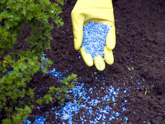  conifères pour le jardin