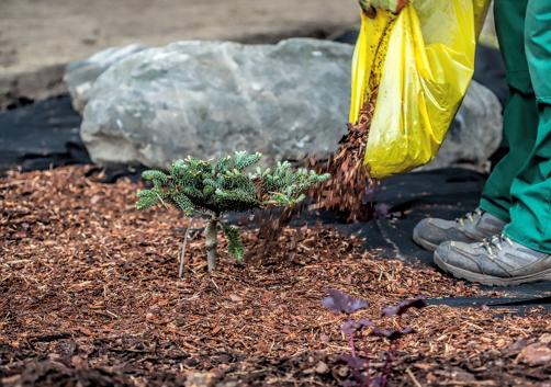  conifères pour le jardin