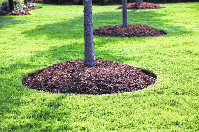  conifères pour le jardin