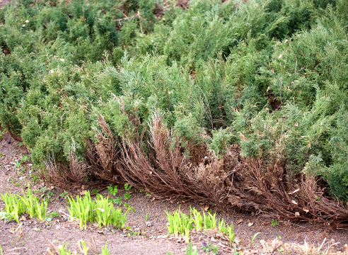  conifères pour le jardin